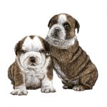 Puppy Bulldog Stock Photo