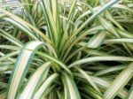 Stripe Pandan's Leaves Stock Photo