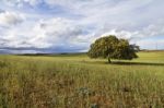 Wheat Field With Lonely Tree Stock Photo