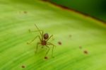 Ant On A Green Leaf Stock Photo