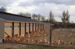 Chicken Farm Stock Photo