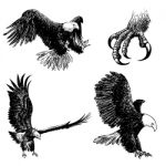 Set Of Eagle Doodle Hand Drawn Stock Photo