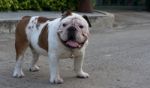 Whit English Bulldog Stock Photo