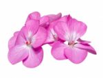 Pink Geranium ( Palargonium X Hortorum ) Flowers Isolated On Whi Stock Photo