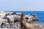 Sea Lion In Galapagos Islands Stock Photo