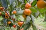 Persimmon Stock Photo