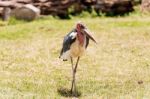 The Marabou Stork, Leptoptilos Crumenifer In Serengeti National Stock Photo