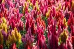 Colorful Celosia Garden Stock Photo