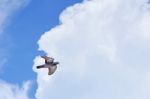 Pigeon Flies In The Blue Sky In A Sunny Day Stock Photo