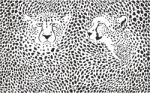 Cheetahs Background With Heads Stock Photo