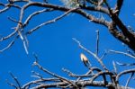 Red Crossbill (loxia Curvirostra) At Bryce Canyon National Park Stock Photo