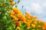 Beautiful Marigold With Sky Stock Photo