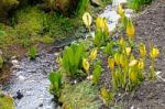 Yellow Skunk Cabbage (lysichiton Americanus) Stock Photo