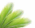 Coconut Leaf Isolated On White Background Stock Photo