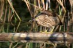 Little Bittern Stock Photo