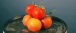 Red Ripe Fresh Tomatoes Stock Photo