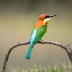 Chestnut-headed Bee-eater Stock Photo