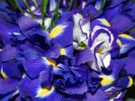 Blue Iris Stock Photo