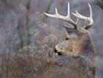 Photo Of The Male Strong Deer With Horns Stock Photo