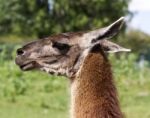 The Beautiful Portrait Of A Lama Stock Photo