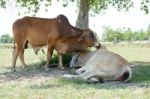 Two Cows Tease Snuggle Together In The Shade To Avoid Heat Of Th Stock Photo