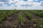 Cotton Field In Oakey Stock Photo