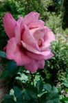 Rainwater Droplets On A Pink Rose Stock Photo