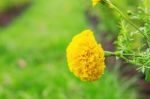 Marigold And Green Grass Stock Photo