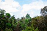 Trees With Daytime Skies Stock Photo