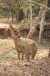 Deer Stock Photo