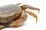 Field Crab Stock Photo