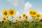 Sunflower Field Stock Photo