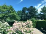 Rhododendron-flowers In The Park Stock Photo