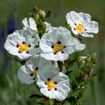 Cistus Lucitanica Decumbens Stock Photo