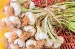 Bunch Of Garlic Bulbs With Stems Stock Photo