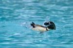 Humboldt Penguin (spheniscus Humboldti) Stock Photo