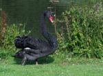 Black Swan (cygnus Atratus) Stock Photo