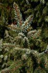 Pine Tree Stock Photo