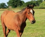 Foal Stock Photo