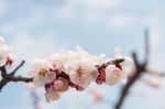 Cherry Blossom With Soft Focus, Sakura Season Background Stock Photo