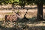 The Deer Of Richmond Park Stock Photo