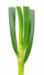 Green Japanese Onion Isolated On White Background Stock Photo