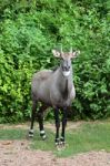 Nilgai Stock Photo