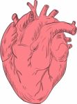 Human Heart Anatomy Drawing Stock Photo