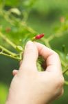 Red Pepper Stock Photo