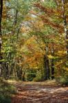 Autumn Trees Stock Photo