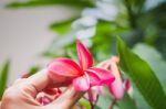 Plumeria Flowers Blooming Stock Photo