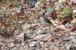 Berthelot's Pipit (anthus Berthelotii) Stock Photo