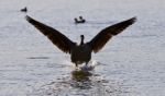 Beautiful Background With A Landing Canada Goose Stock Photo