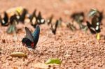 Mormon Butterfly Eating Salty Soil Stock Photo